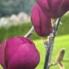 Black Tulip Magnolia 2 Black Tulip Magnolia -Raintree Nursery blacktulip
