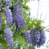 Alpha Blue Moon Wisteria -Raintree Nursery bluemoon