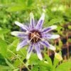 Passiflora BluePop™ 1 Passiflora BluePop™ -Raintree Nursery bluep
