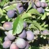 Blues Jam European Plum 1 Blues Jam European Plum -Raintree Nursery blues jam 1