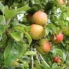 Bramley Apple -Raintree Nursery bramley 1 1 1