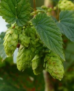 Brewer's Gold Hops