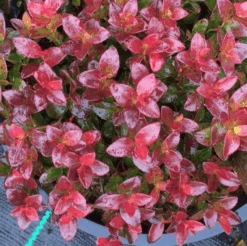 Gaylussacia Brachycera 'Berried Treasure'™ -Raintree Nursery btbriggs2