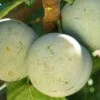 Bavay Gage European Plum 2 Bavay Gage European Plum -Raintree Nursery c010 bavay gage 1