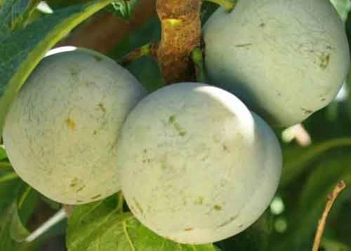 Bavay Gage European Plum 3 Bavay Gage European Plum