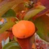 Cardinal™ Persimmon -Raintree Nursery cardinal