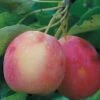 Centennial Crabapple -Raintree Nursery centennialapplefruit0101
