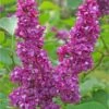 Charles Joly Lilac -Raintree Nursery charles joly