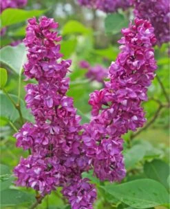 Charles Joly Lilac