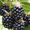 Chester Thornless Blackberry 1 Chester Thornless Blackberry -Raintree Nursery chesterblackberry