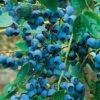 Alpha Chippewa Blueberry -Raintree Nursery chippewa 1 1 1