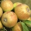 Medaille D'Or Cider Apple -Raintree Nursery cider apple a435s medillin