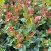 Cascade Jewel Huckleberry -Raintree Nursery cjewel
