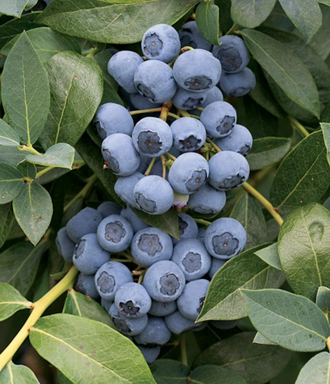 Clockwork Blueberry 3 Clockwork Blueberry