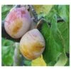 Coe's Golden Drop European Plum -Raintree Nursery coes g drop 1