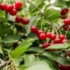 Combination Dwarf Cherry Tree (4 Varieties) -Raintree Nursery combination cherry 1