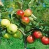 Combination Disease-Resistant Apple (3 Varieites) -Raintree Nursery combo