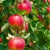 Combo Heritage Apple (4 Varieties) -Raintree Nursery combo apple 1 1