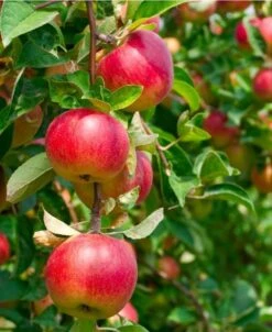 Combo Heritage Apple (4 Varieties)