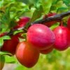 Combo Asian Plum (3 Varieties) -Raintree Nursery combo asian plum 1 1