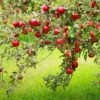 Combo Disease-Resistant Apple (4 Varieties) -Raintree Nursery combo disease resistant apple 1 1