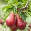 Combo European Pear Tree (3 Varieties) -Raintree Nursery combo european pear 1