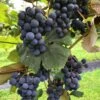 Concord Grape 1 Concord Grape -Raintree Nursery concord grape 3 1 1