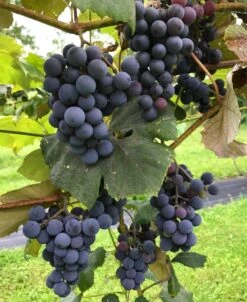 Concord Seedless Grape