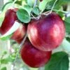 Cosmic Crisp® Apple -Raintree Nursery cosmic crisp 1