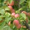 WSU Puget Spice Crabapple -Raintree Nursery crabapple a725s puget spice 1