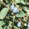 Blue Belle Honeyberry -Raintree Nursery d724 gigapixel standard scale 6 00x 9573f641 3d90 417f b253 577b7a476864 1