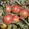 Dabinett Cider Apple 1 Dabinett Cider Apple -Raintree Nursery dabinett apple 1