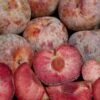 Combo Pluot Tree (4 Varieties) -Raintree Nursery dappledandy 1