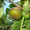 Dauphine Fig 1 Dauphine Fig -Raintree Nursery dauphine gm 2 1