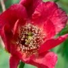 Paeonia Delavayi 1 Paeonia Delavayi -Raintree Nursery delavyi