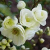 Double Take Eternal White™ Flowering Quince 1 Double Take Eternal White™ Flowering Quince -Raintree Nursery dtew 1