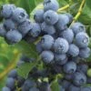 Duke Blueberry 1 Duke Blueberry -Raintree Nursery duke dew drops full