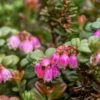 Dwarf Lingonberry -Raintree Nursery dwarf lingonberry