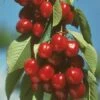 Vandalay Cherry 2 Vandalay Cherry -Raintree Nursery early burlat cherry 450x d5e01485 b31c 4738 a2e1 f8bc4a4db9b4