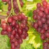 Einset Seedless Grape (Non Certified) 1 Einset Seedless Grape (Non Certified) -Raintree Nursery einset grape 1 648327ec 2c41 4396 a0ec 946aecfe0cb9 1