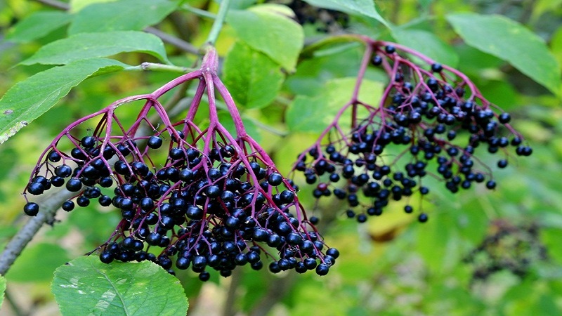 Raintree Nursery -Raintree Nursery elderberry la cay gi loi ich cua elderberry doi voi suc khoe 202111250157496466