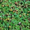 Emerald Carpet Raspberry -Raintree Nursery emeraldcarpet 1