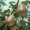 Harrow Delight European Pear -Raintree Nursery epear harrow delightr 1