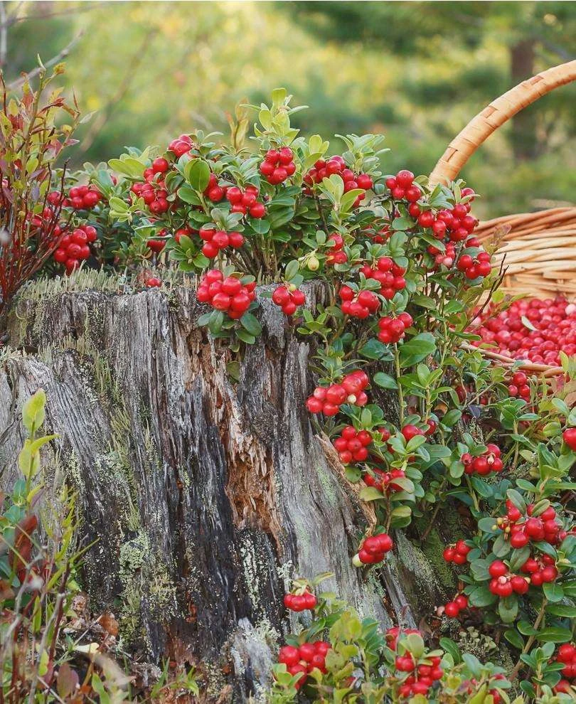 Erntesegen Lingonberry 3 Erntesegen Lingonberry