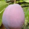 Ersinger European Plum -Raintree Nursery ersinger