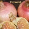 Eversweet Pomegranate -Raintree Nursery eversweet