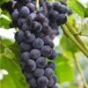 Faith Seedless Grape -Raintree Nursery faith grape