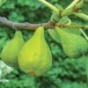Lattarula Fig -Raintree Nursery fg201 EG figs varieties 5 1