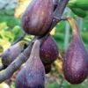 Nordland Fig -Raintree Nursery figs d353 nordland 1 1