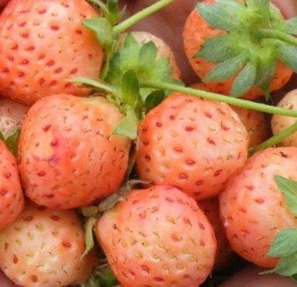 Flamingo Strawberry 3 Flamingo Strawberry